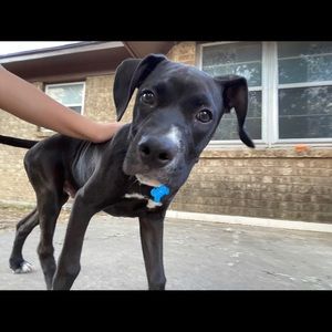 Meet your Posher, Adrian